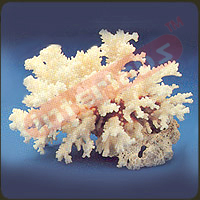 Cluster Coral